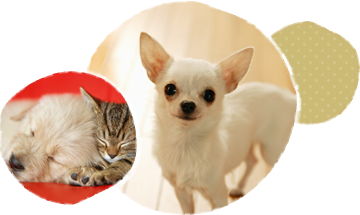 犬のしつけ、ペットシッターならアイロにおまかせ!