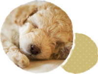 犬のしつけ、ペットシッターならアイロにおまかせ!
